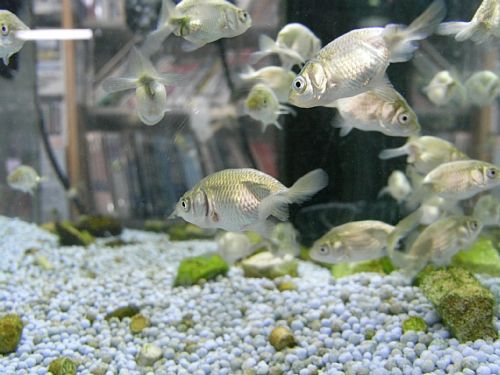 �ݒu�摜03�y�y�b�g�G�R�`�k�m�s�X�z�}���X�L�}�[�R