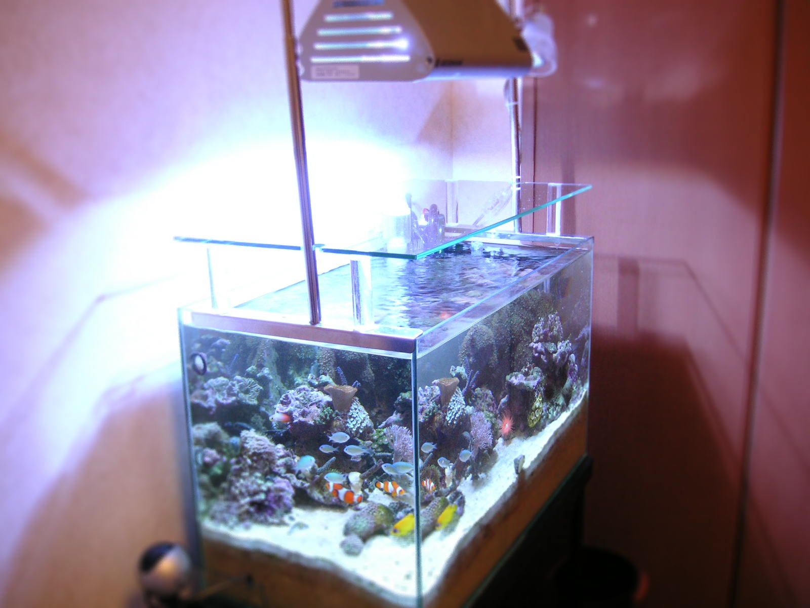 �}���^���N�U�O�����摜�y MAME�DESIGN-AQUA �z�}���f�U�C��-�A�N�A