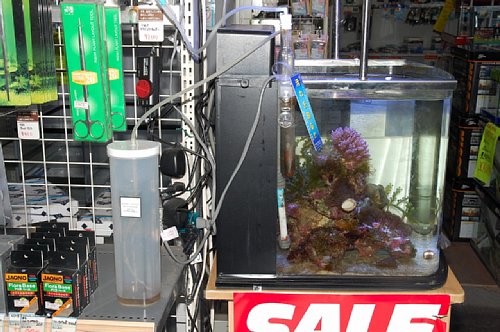 �e�B�A����{�X�̃}���X�L�}�[�R�i�S�́j