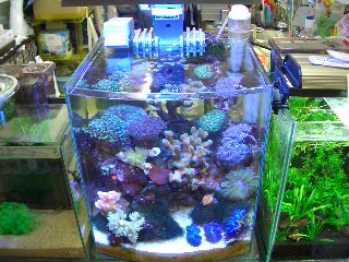 �ݒu�摜01�y�A�N�A�X�e�[�W�Q�P��ʓX�z�}���X�L�}�[�Q