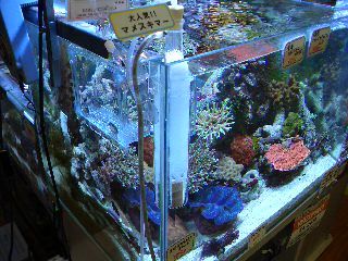 �ݒu�摜04�y�A�N�A�X�e�[�W�Q�P��ʓX�z�}���X�L�}�[�R