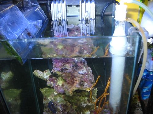 �ݒu�摜01�y�A�N�A�X�e�[�W�Q�P���l�X�z�}���X�L�}�[�R