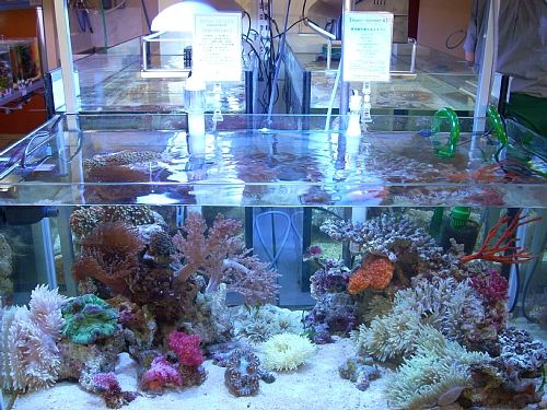 �ݒu�摜02�y�A�N�A�����h�z�}���X�L�}�[�R