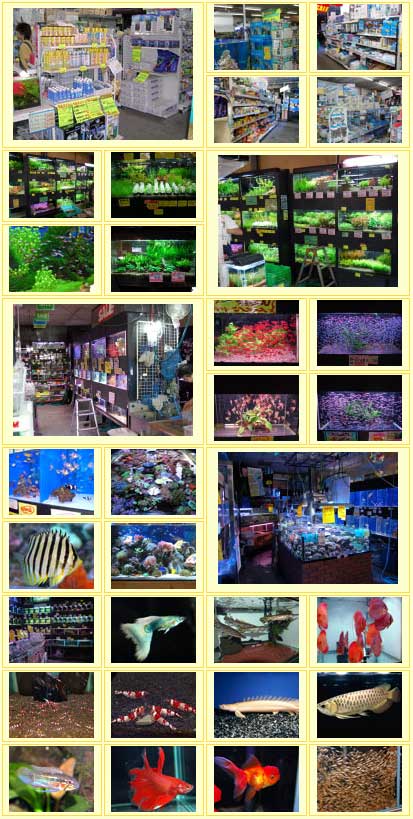 �e�B�A����{�X�̓X�����i